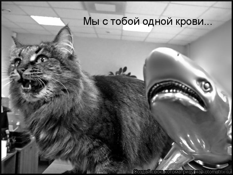 Мы с тобой одной крови...... Котоматрица: Мы с тобой одной крови...