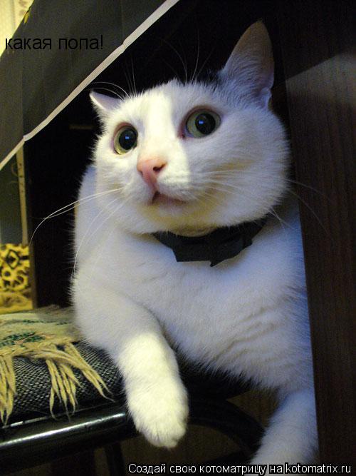 какая попа!... Котоматрица: какая попа!