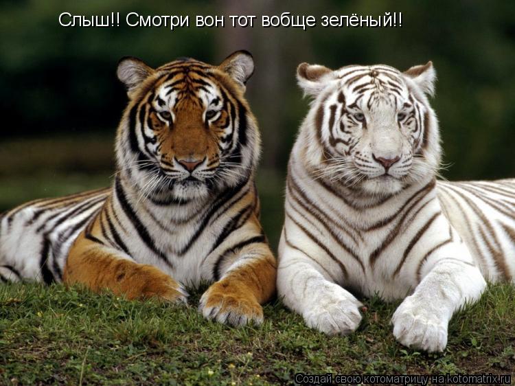Слыш!! Смотри вон тот вобще зелёный!!... Котоматрица: Слыш!! Смотри вон тот вобще зелёный!!
