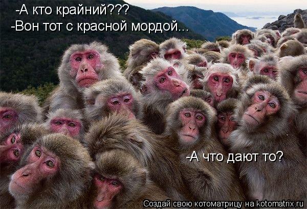 -А кто крайний??? -Вон тот с красной мордой... -А что дают то?... Котоматрица: -А кто крайний??? -Вон тот с красной мордой... -А что дают то?