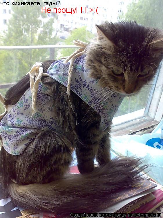 что хихикаете, гады? Не прощу! ! ! >:(... Котоматрица: что хихикаете, гады? Не прощу! ! ! >:(