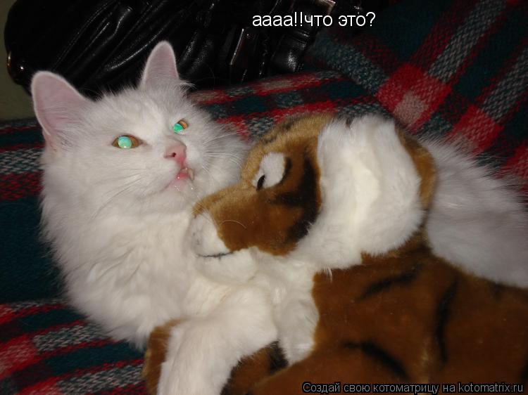 аааа!!что это?... Котоматрица: аааа!!что это?
