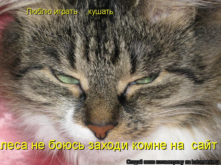 Люблю играть ,кушать леса не боюсь заходи комне на сайт... Котоматрица: Люблю играть ,кушать леса не боюсь заходи комне на сайт