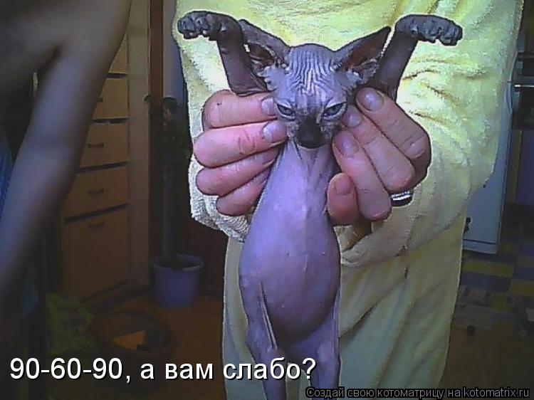 90-60-90, а вам слабо?... Котоматрица: 90-60-90, а вам слабо?
