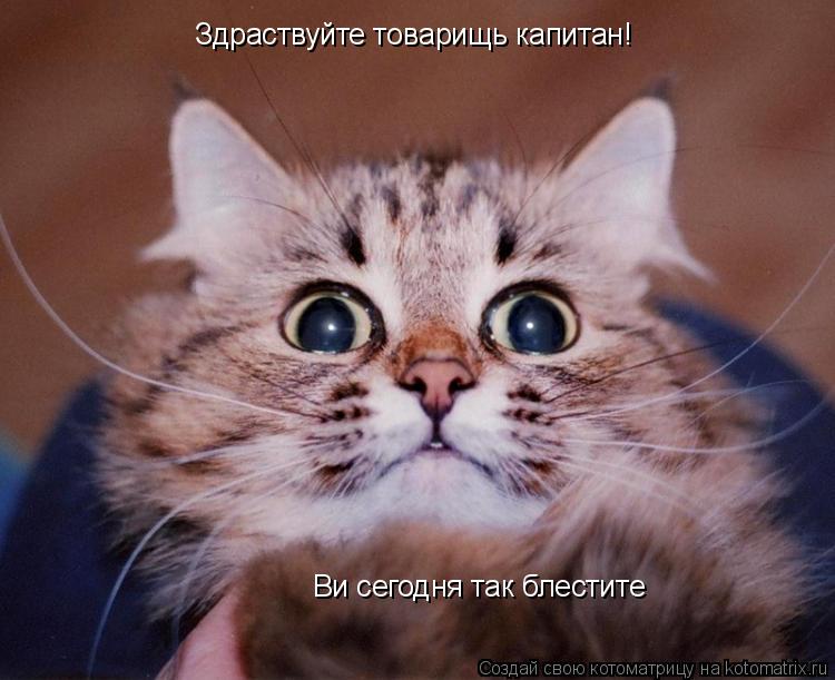 Здраствуйте товарищь капитан! Ви сегодня так блестите... Котоматрица: Здраствуйте товарищь капитан! Ви сегодня так блестите