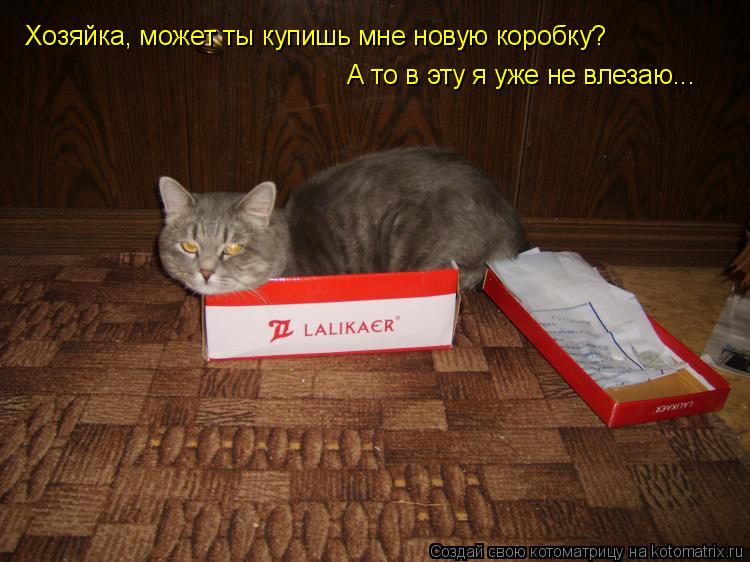 Хозяйка, может ты купишь мне новую коробку? А то в эту я уже не влезаю...... Котоматрица: Хозяйка, может ты купишь мне новую коробку? А то в эту я уже не влезаю...