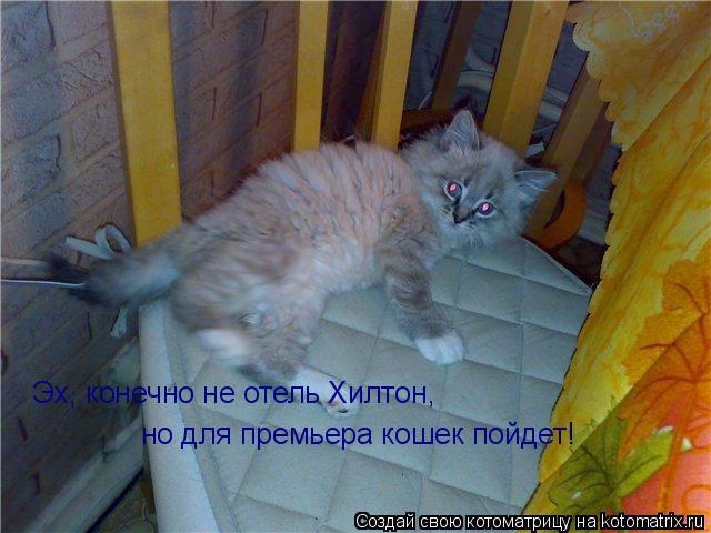 Эх, конечно не отель Хилтон, но для премьера кошек пойдет!... Котоматрица: Эх, конечно не отель Хилтон, но для премьера кошек пойдет!