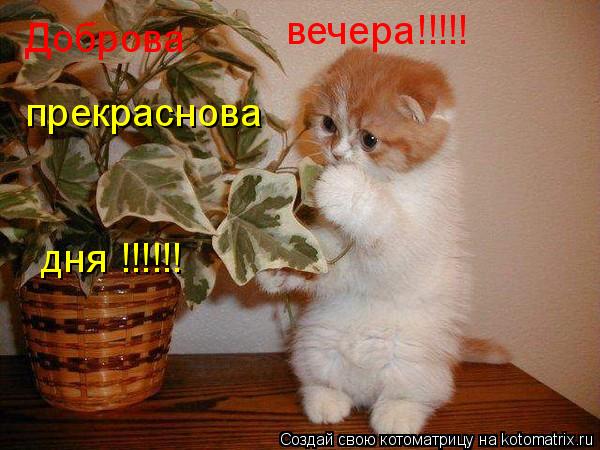 прекраснова дня !!!!!! Доброва вечера!!!!!... Котоматрица: прекраснова дня !!!!!! Доброва вечера!!!!!