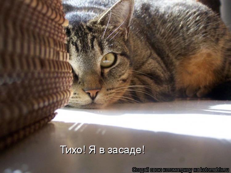 Тихо! Я в засаде!... Котоматрица: Тихо! Я в засаде!