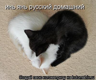 инь янь русский домашний... Котоматрица: инь янь русский домашний