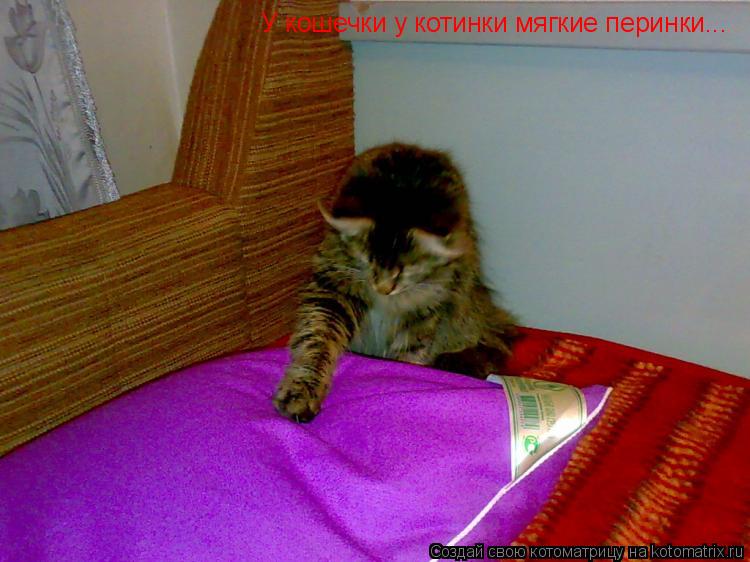 У кошечки у котинки мягкие перинки...... Котоматрица: У кошечки у котинки мягкие перинки...