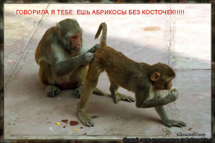 ГОВОРИЛА Я ТЕБЕ: ЕШЬ АБРИКОСЫ БЕЗ КОСТОЧЕК!!!!!... Котоматрица: ГОВОРИЛА Я ТЕБЕ: ЕШЬ АБРИКОСЫ БЕЗ КОСТОЧЕК!!!!!