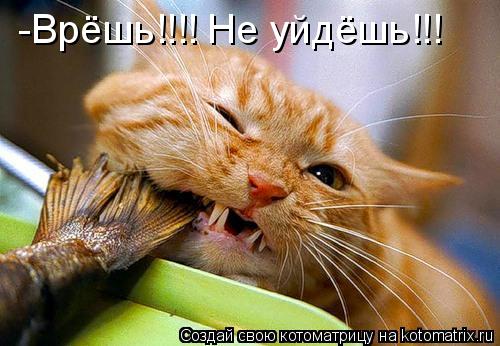 -Врёшь!!!! Не уйдёшь!!!... Котоматрица: -Врёшь!!!! Не уйдёшь!!!