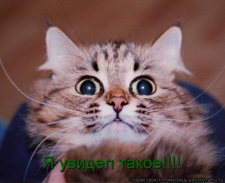 Я увидел такое!!!!... Котоматрица: Я увидел такое!!!!