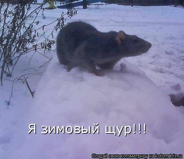 Я зимовый щур!!!... Котоматрица: Я зимовый щур!!!