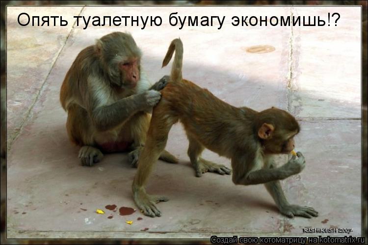 Опять туалетную бумагу экономишь!?... Котоматрица: Опять туалетную бумагу экономишь!?