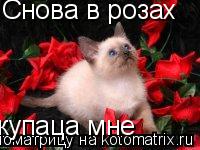 Снова в розах купаца мне... Котоматрица: Снова в розах купаца мне