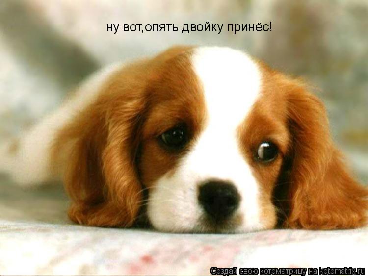 ну вот,опять двойку принёс!... Котоматрица: ну вот,опять двойку принёс!