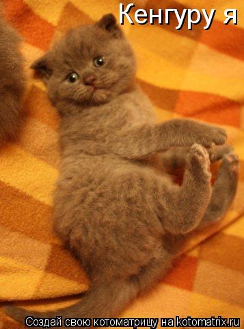 Кенгуру я... Котоматрица: Кенгуру я
