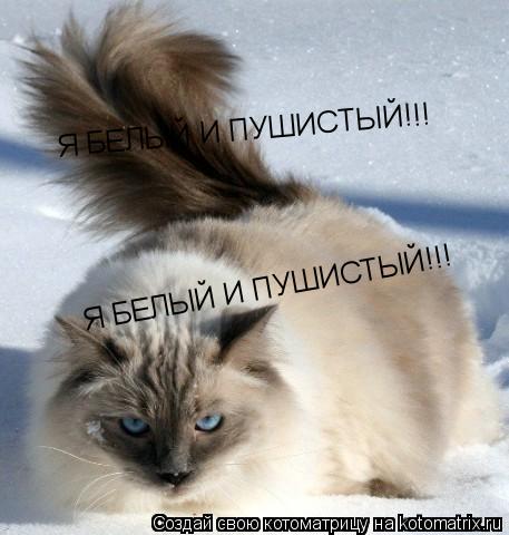 Я БЕЛЫЙ И ПУШИСТЫЙ!!! Я БЕЛЫЙ И ПУШИСТЫЙ!!!... Котоматрица: Я БЕЛЫЙ И ПУШИСТЫЙ!!! Я БЕЛЫЙ И ПУШИСТЫЙ!!!