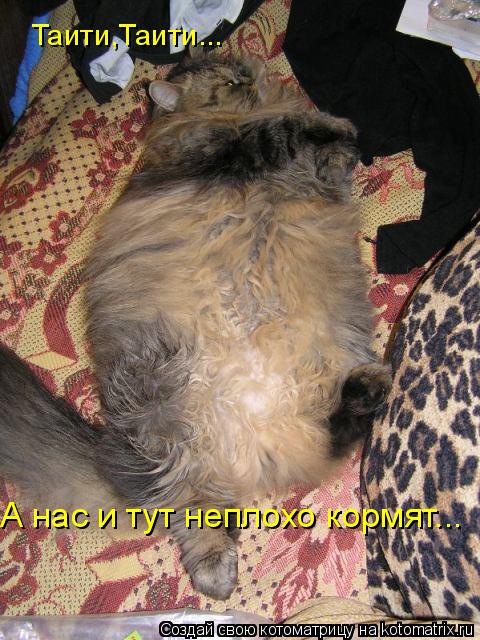 Таити,Таити... А нас и тут неплохо кормят...... Котоматрица: Таити,Таити... А нас и тут неплохо кормят...