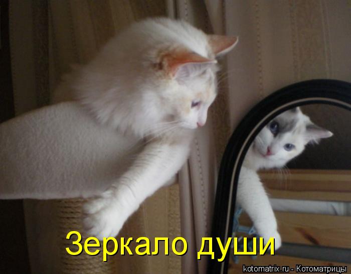 Зеркало души... Котоматрица: Зеркало души