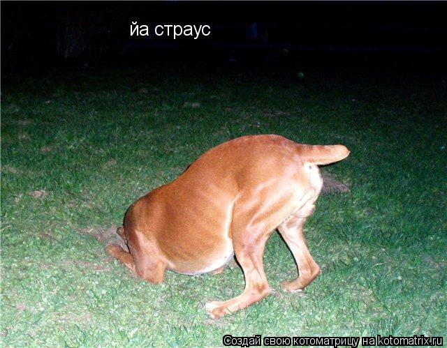 йа страус... Котоматрица: йа страус