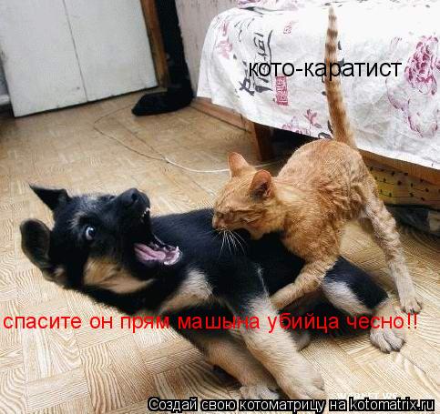 кото-каратист спасите он прям машына убийца чесно!!... Котоматрица: кото-каратист спасите он прям машына убийца чесно!!