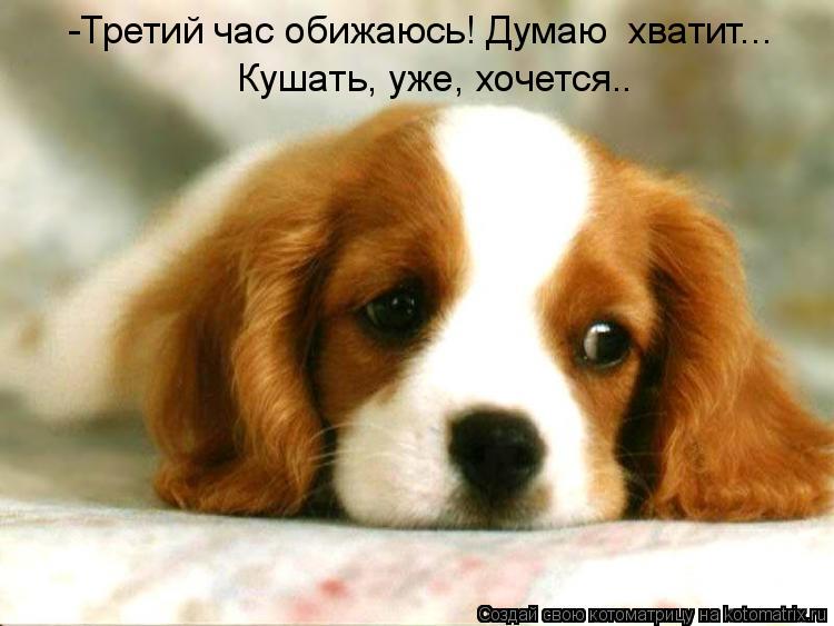 Котоматрица: -Третий час обижаюсь! Думаю  хватит... Кушать, уже, хочется..