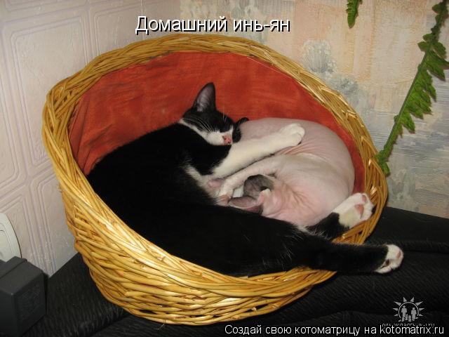 Домашний инь-ян... Котоматрица: Домашний инь-ян
