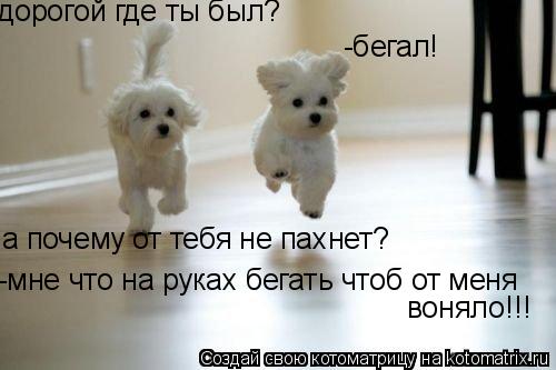 дорогой где ты был? -бегал! а почему от тебя не пахнет? -мне что на руках бегать чтоб от меня воняло!... Котоматрица: дорогой где ты был? -бегал! а почему от тебя не пахнет? -мне что на руках бегать чтоб от меня воняло!!!
