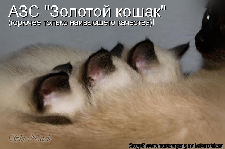 АЗС "Золотой кошак" (горючее только наивысшего качества)!... Котоматрица: АЗС "Золотой кошак" (горючее только наивысшего качества)!