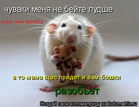 чуваки меня не бейте лудше усики мне збрейте а то мама щас придет и вам бошки разобьет... Котоматрица: чуваки меня не бейте лудше усики мне збрейте а то мама щас придет и вам бошки разобьет