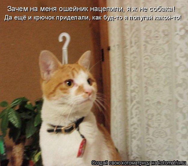Зачем на меня ошейник нацепили, я ж не собака! Да ещё и крючок приделали, как буд-то я попугай какой-... Котоматрица: Зачем на меня ошейник нацепили, я ж не собака! Да ещё и крючок приделали, как буд-то я попугай какой-то!