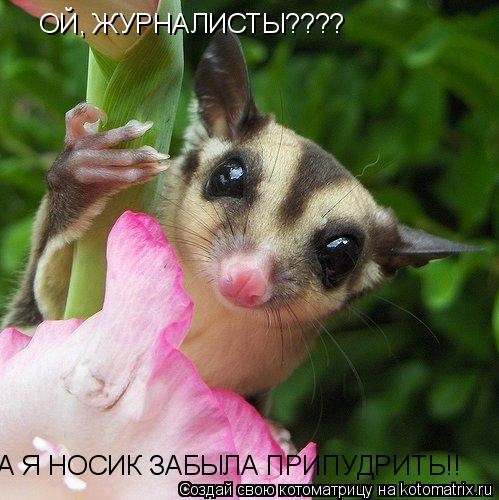 Котоматрица: ОЙ, ЖУРНАЛИСТЫ???? А Я НОСИК ЗАБЫЛА ПРИПУДРИТЬ!!