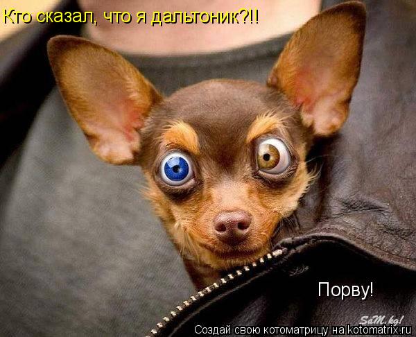 Кто сказал, что я дальтоник?!! Порву!... Котоматрица: Кто сказал, что я дальтоник?!! Порву!