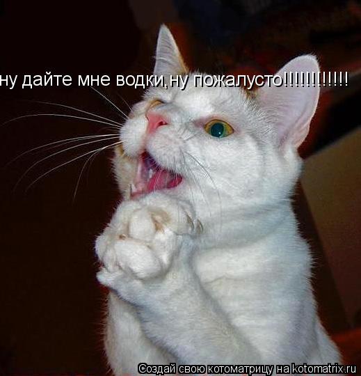 ну дайте мне водки,ну пожалусто!!!!!!!!!!!!... Котоматрица: ну дайте мне водки,ну пожалусто!!!!!!!!!!!!