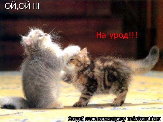 ОЙ,ОЙ !!! На урод!!!... Котоматрица: ОЙ,ОЙ !!! На урод!!!