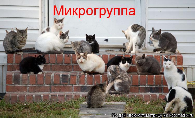 Микрогруппа... Котоматрица: Микрогруппа