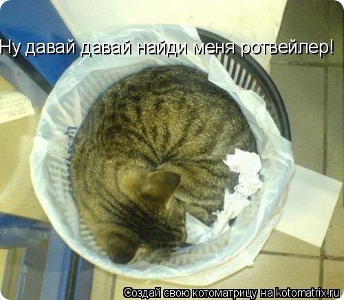 Ну давай давай найди меня ротвейлер!... Котоматрица: Ну давай давай найди меня ротвейлер!