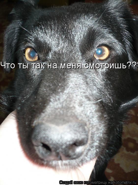 Что ты так на меня смотришь????... Котоматрица: Что ты так на меня смотришь????