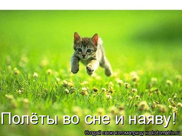 Полёты во сне и наяву!... Котоматрица: Полёты во сне и наяву!