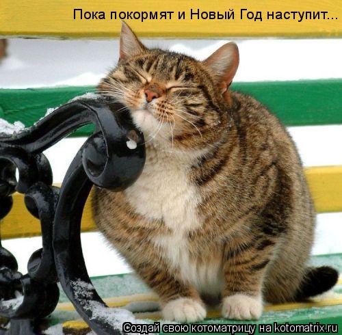 Пока покормят и Новый Год наступит...... Котоматрица: Пока покормят и Новый Год наступит...