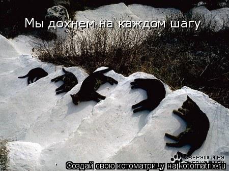 Мы дохнем на каждом шагу... Котоматрица: Мы дохнем на каждом шагу