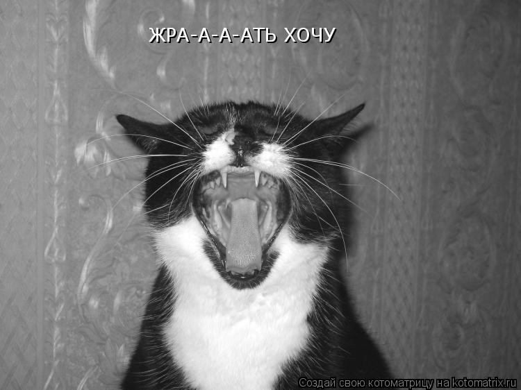 :HF ЖРА-А-А-АТЬ ХОЧУ... Котоматрица: :HF ЖРА-А-А-АТЬ ХОЧУ