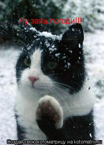 Ну заяц погоди!!!!... Котоматрица: Ну заяц погоди!!!!