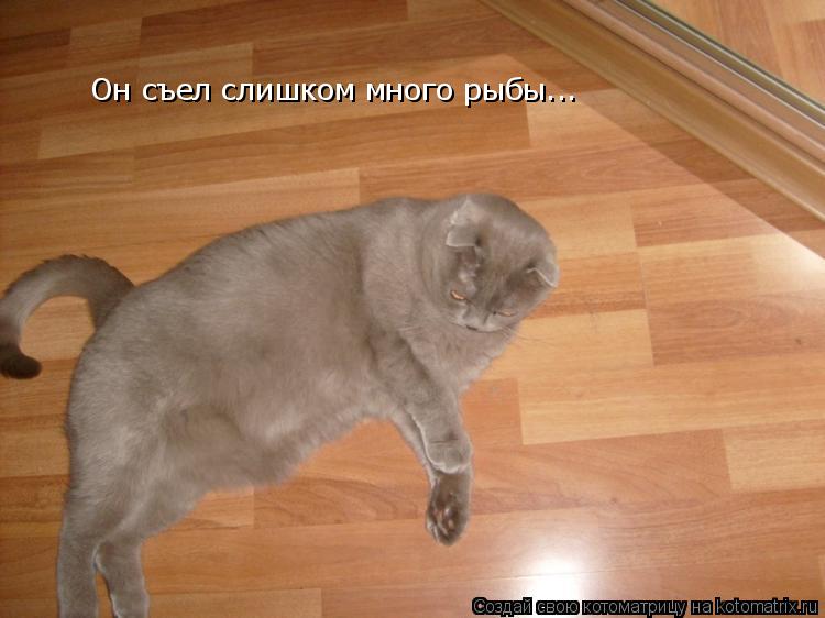 Он съел слишком много рыбы...... Котоматрица: Он съел слишком много рыбы...
