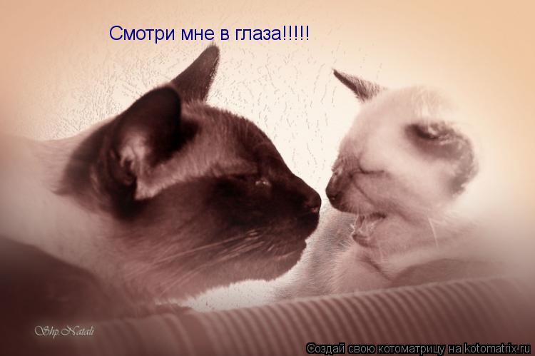Смотри мне в глаза!!!!!... Котоматрица: Смотри мне в глаза!!!!!