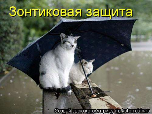 Котоматрица: Зонтиковая защита