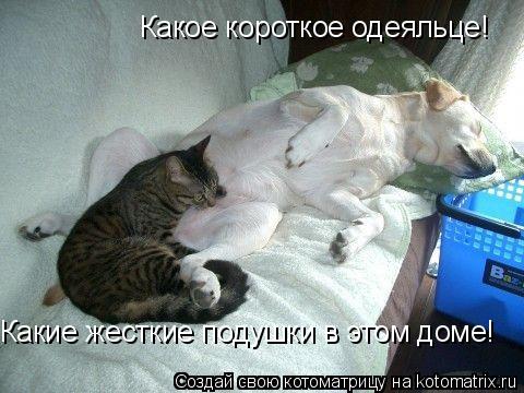 Какое короткое одеяльце! Какие жесткие подушки в этом доме!... Котоматрица: Какое короткое одеяльце! Какие жесткие подушки в этом доме!